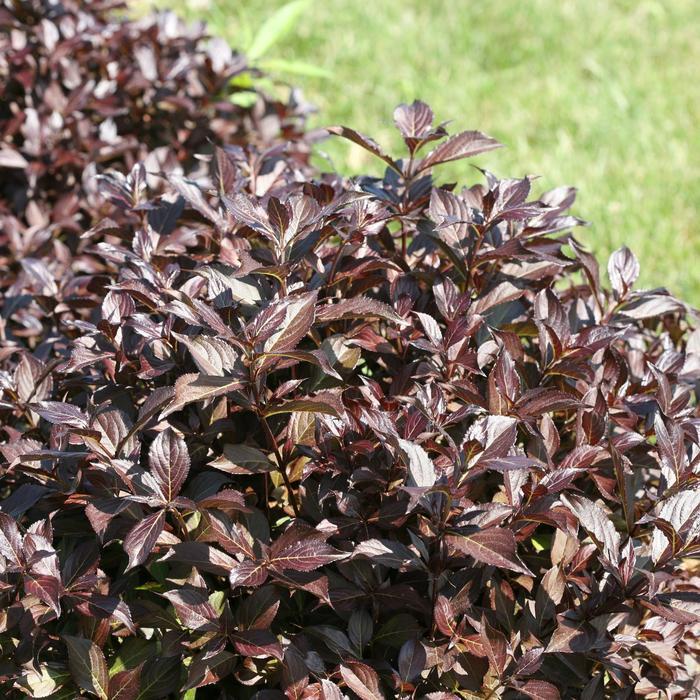 Weigela florida Midnight Wine Shine&reg;