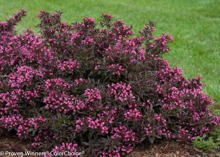 Weigela florida Spilled Wine&reg;