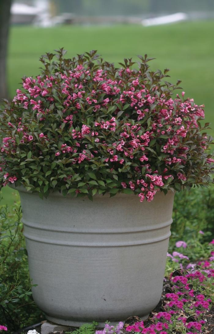 Weigela florida Fine Wine&reg;