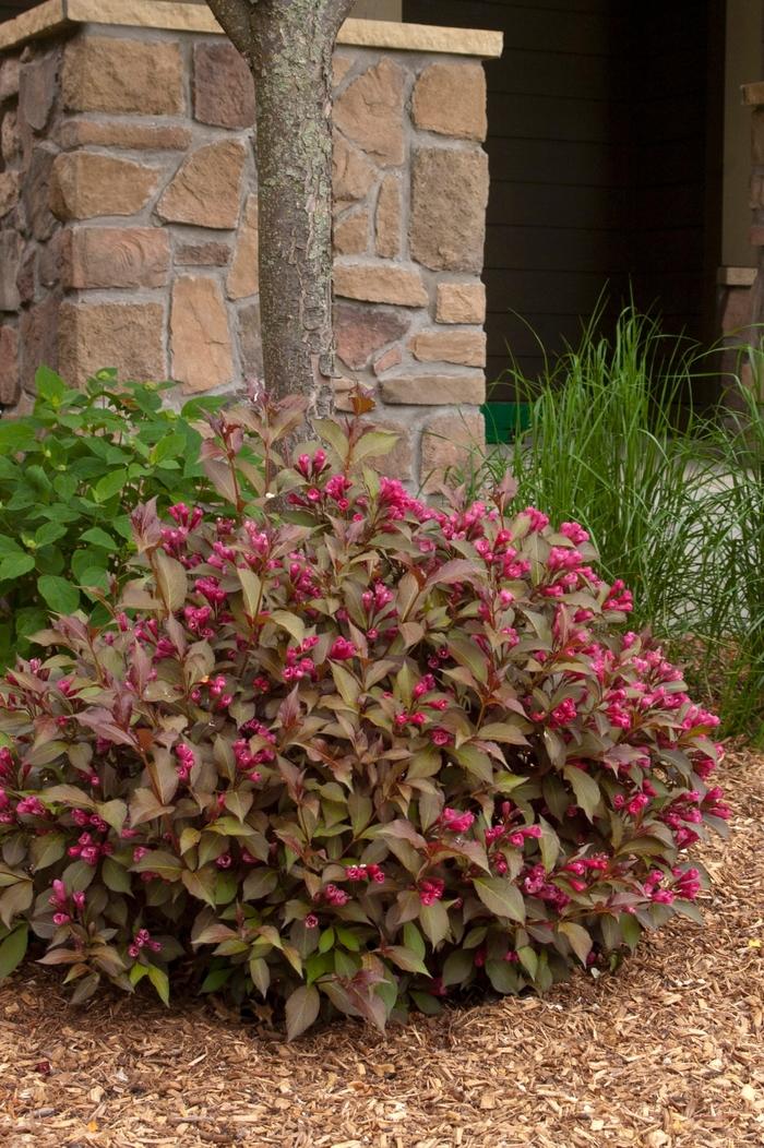 Weigela florida Shining Sensation&trade;