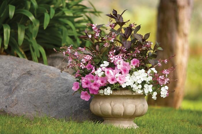 Weigela florida Wine & Roses&reg;
