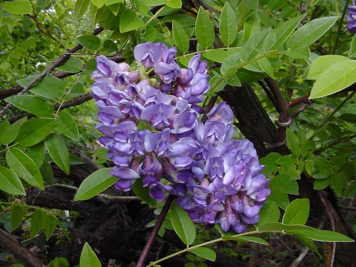Wisteria frutescens Amethyst Falls
