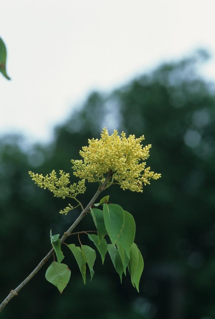 Syringa pekinensis Beijing Gold&trade;