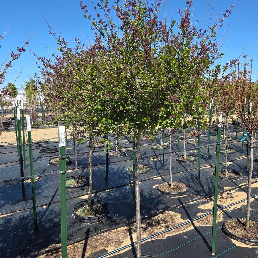 Syringa meyeri 'Palibin' - Dwarf Korean Lilac from Great Lakes Landscape Supply