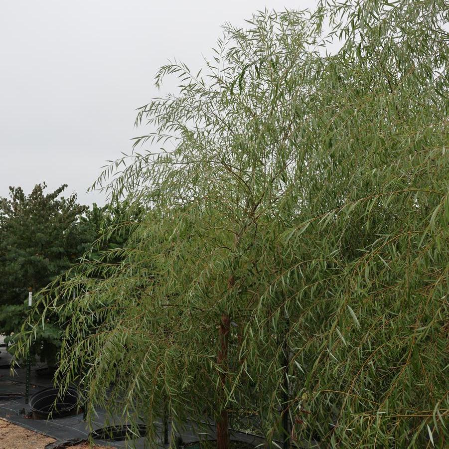 Salix Babylonica 'Pendula' - Weeping Willow from Great Lakes Landscape Supply