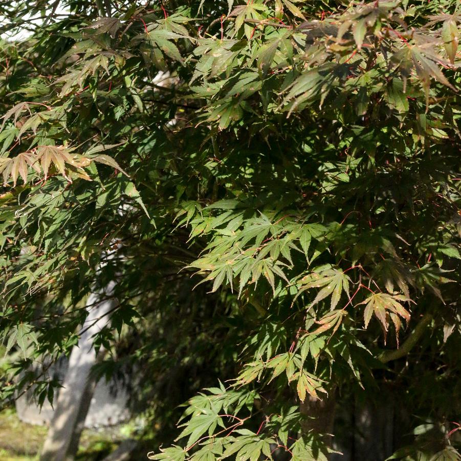 Acer palmatum Sherwood Flame