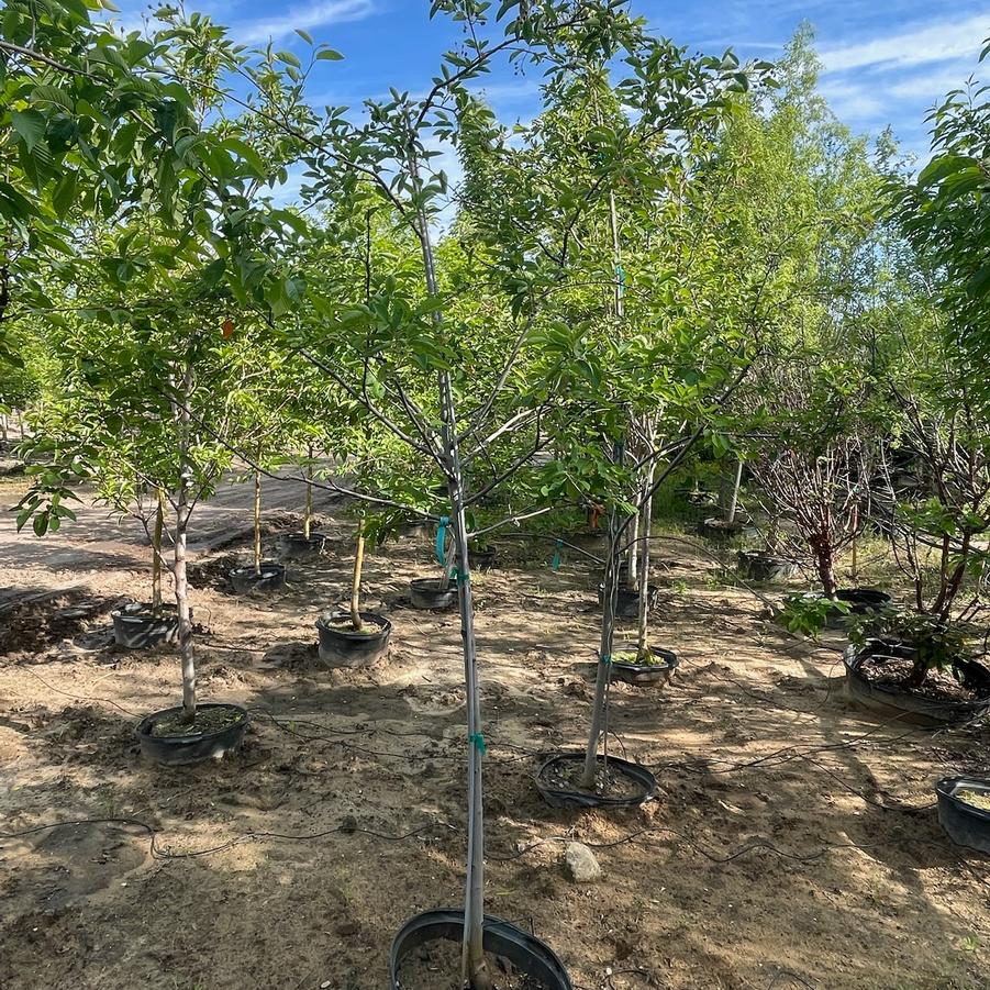 Amelanchier arborea - Serviceberry from Great Lakes Landscape Supply
