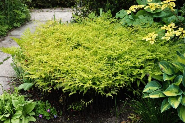 Adiantum pedatum 