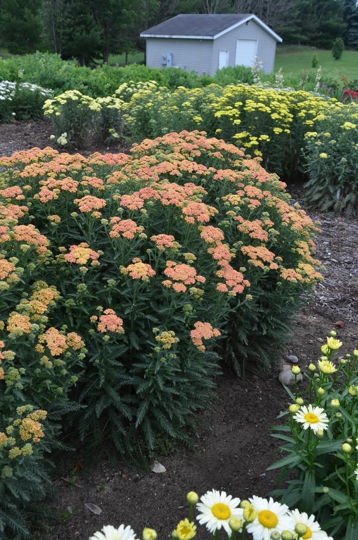 Achillea Firefly Peach Sky