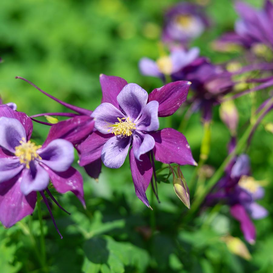 Aquilegia caerulea Earlybird™ 'Purple Blue' - Columbine from Great Lakes Landscape Supply