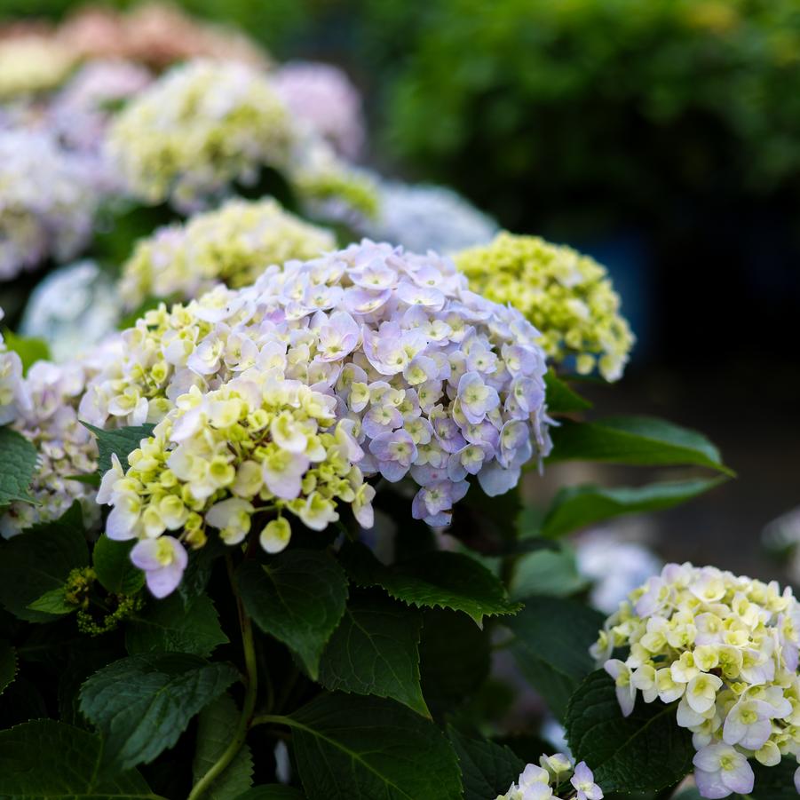 Hydrangea macrophylla 'Wee Bit Innocent®' - Bigleaf Hydrangea from Great Lakes Landscape Supply
