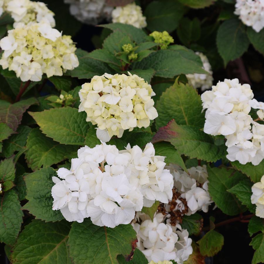 Hydrangea macrophylla Endless Summer® 'Dreamcloud®' - Bigleaf Hydrangea from Great Lakes Landscape Supply