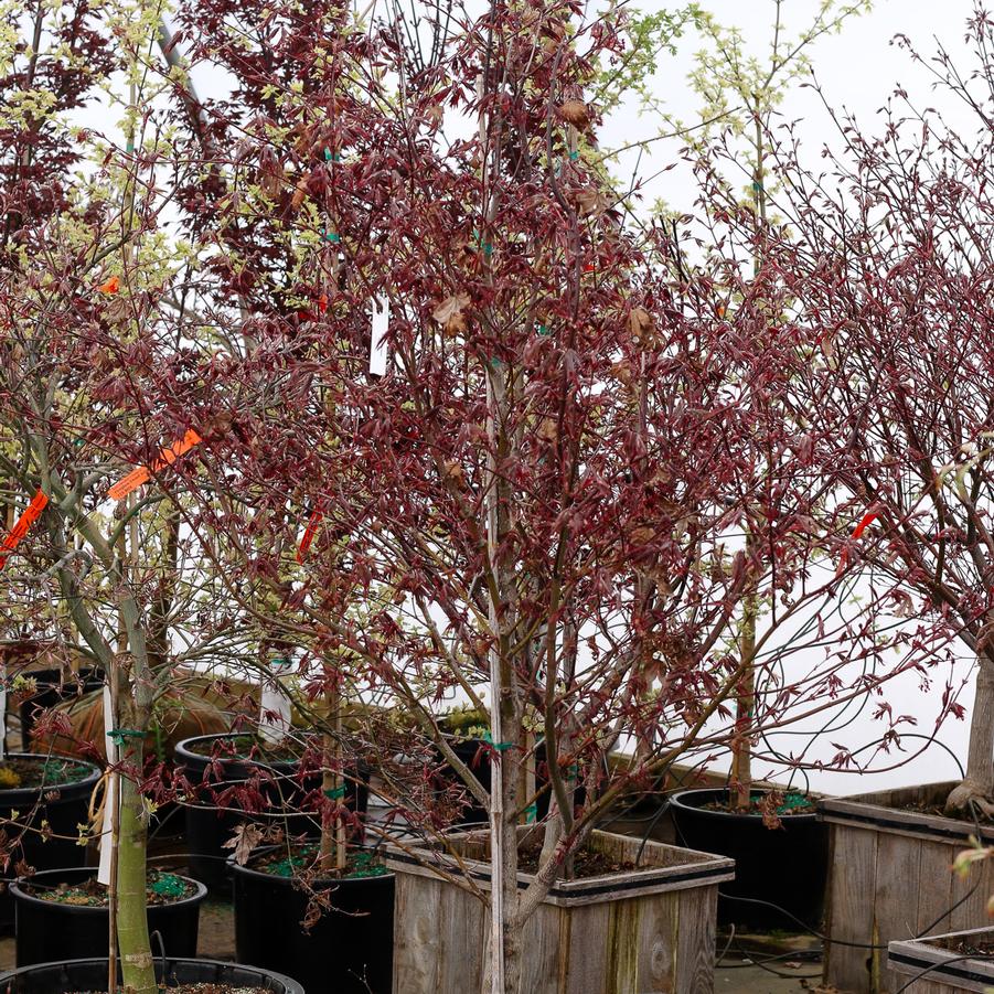 Acer palmatum 'Fireglow' - Japanese Maple from Great Lakes Landscape Supply