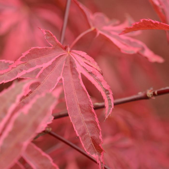 Acer palmatum Geisha Gone Wild