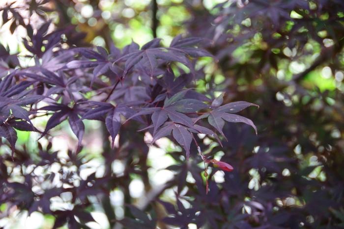 Acer palmatum Moonfire