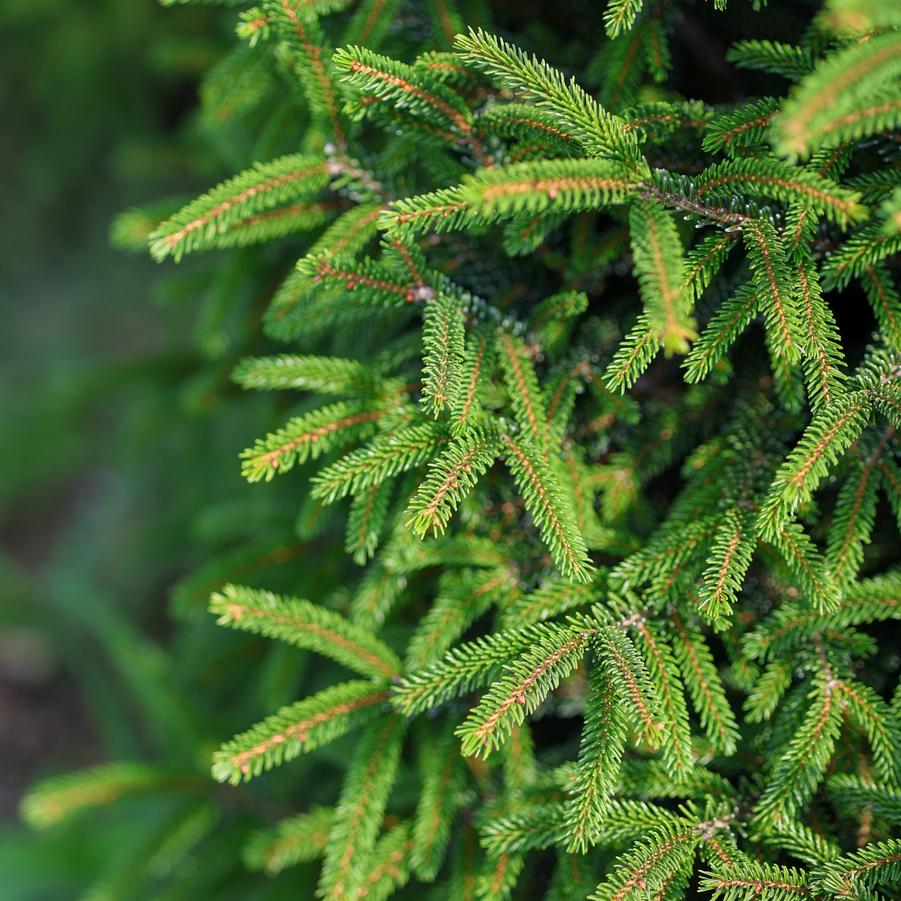 Picea orientalis 'Nigra Compacta' - Oriental Spruce from Great Lakes Landscape Supply