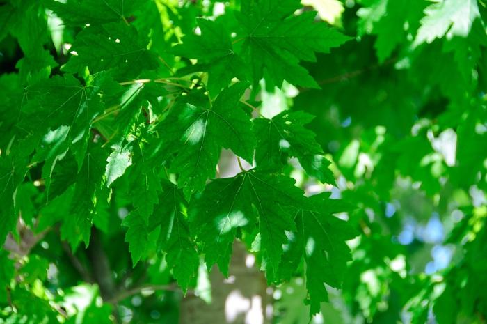 Acer x freemanii Marmo