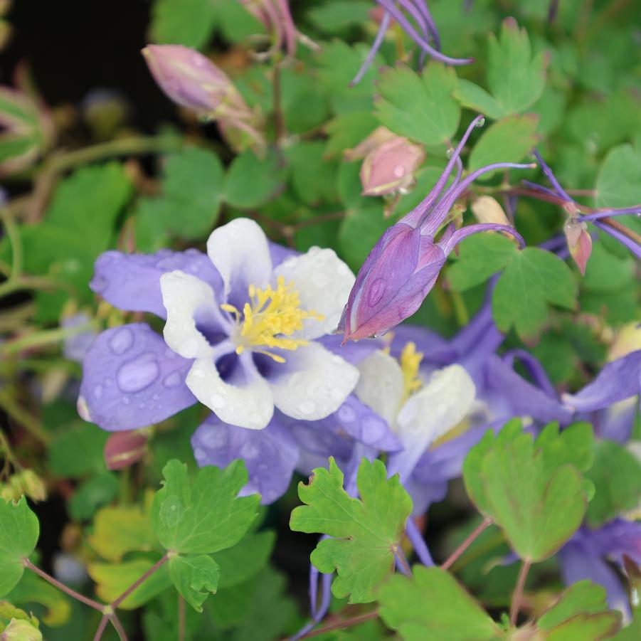 Aquilegia caerulea Kirigami™ 'Deep Blue and White' - Columbine from Great Lakes Landscape Supply