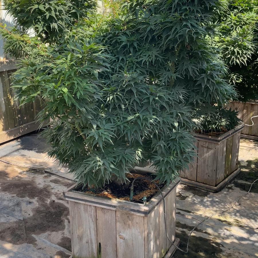 Acer palmatum Mikawa Yatsubusa