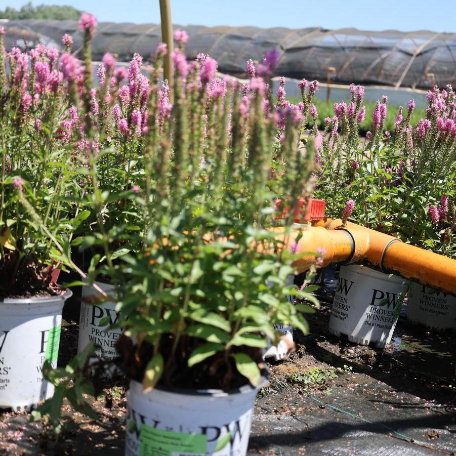 Veronica Magic Show® 'Pink Potion' - Speedwell from Great Lakes Landscape Supply