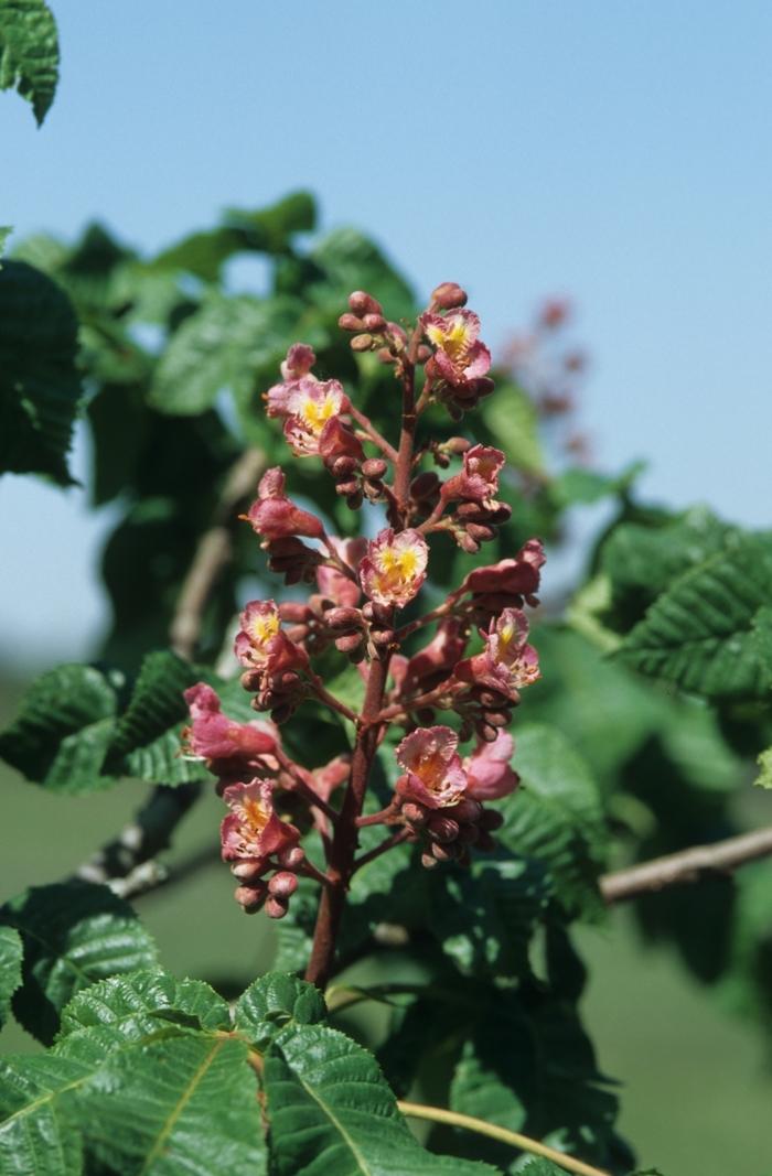 Aesculus x carnea Briotii