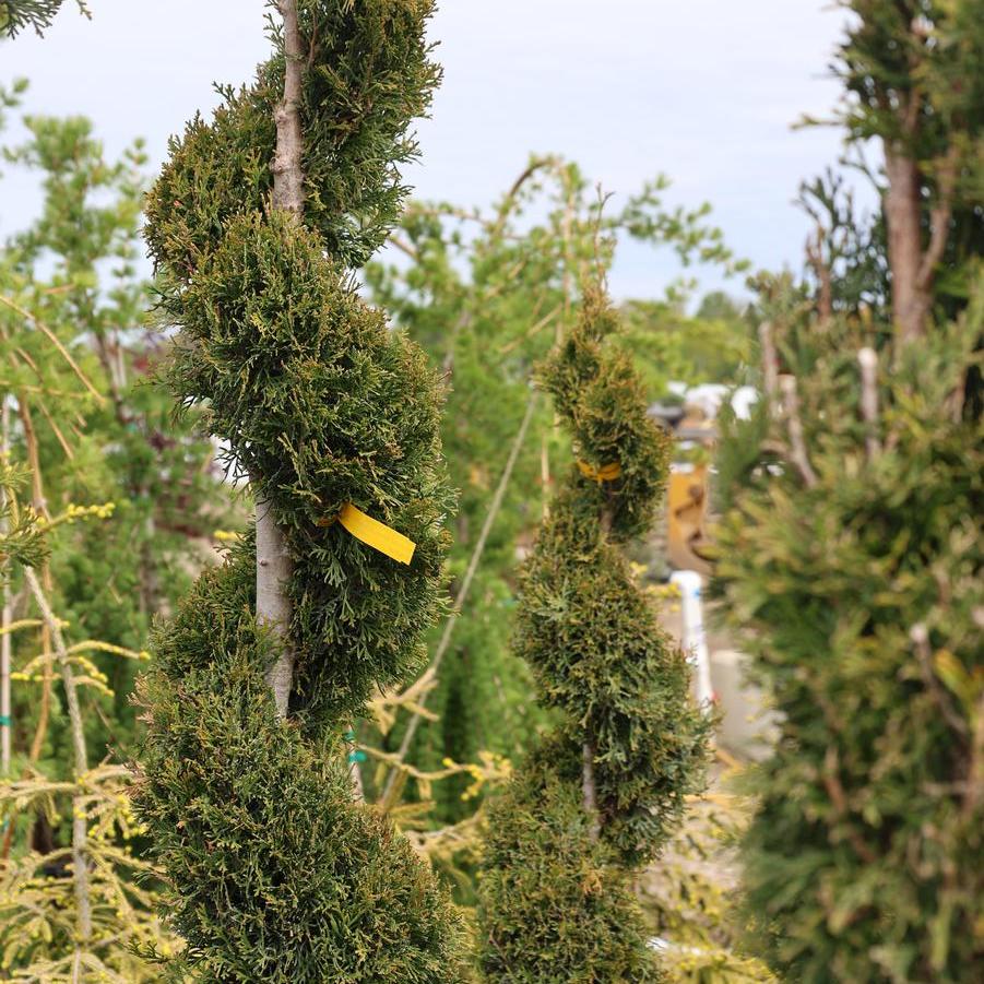 Thuja occidentalis 'Emerald' - Arborvitae from Great Lakes Landscape Supply