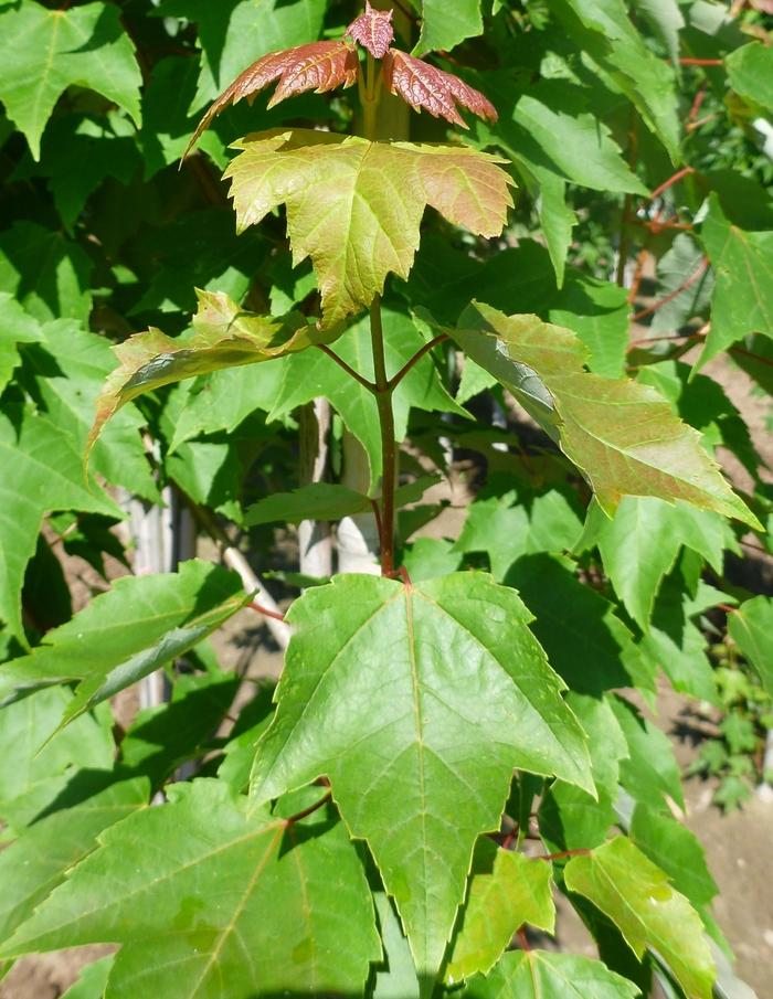 Acer rubrum Red Rocket
