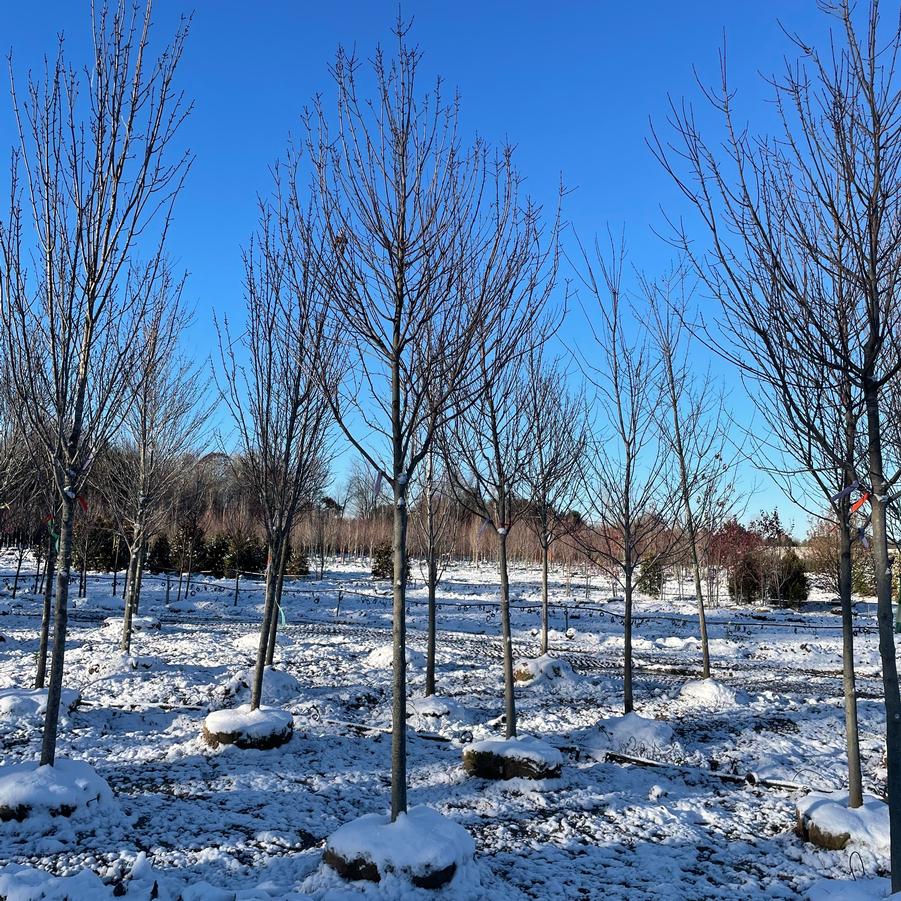 Acer rubrum 'Redpointe®' - Maple from Great Lakes Landscape Supply