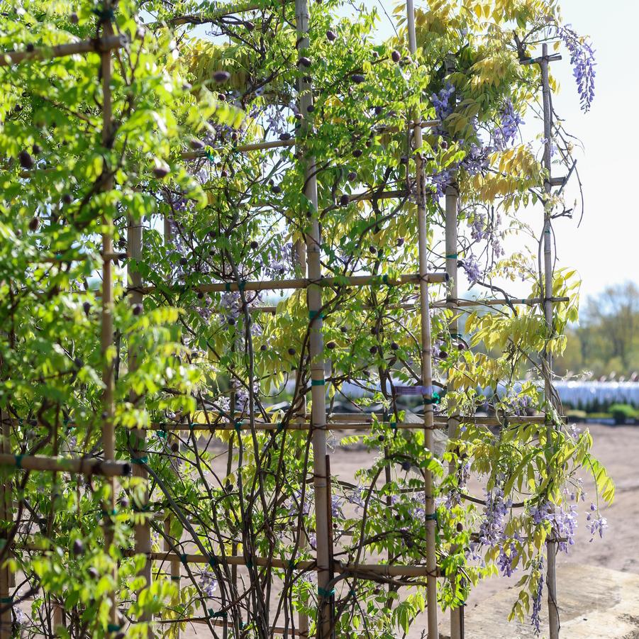 Wisteria sinensis 'Cooke's Purple™' - Wisteria from Great Lakes Landscape Supply