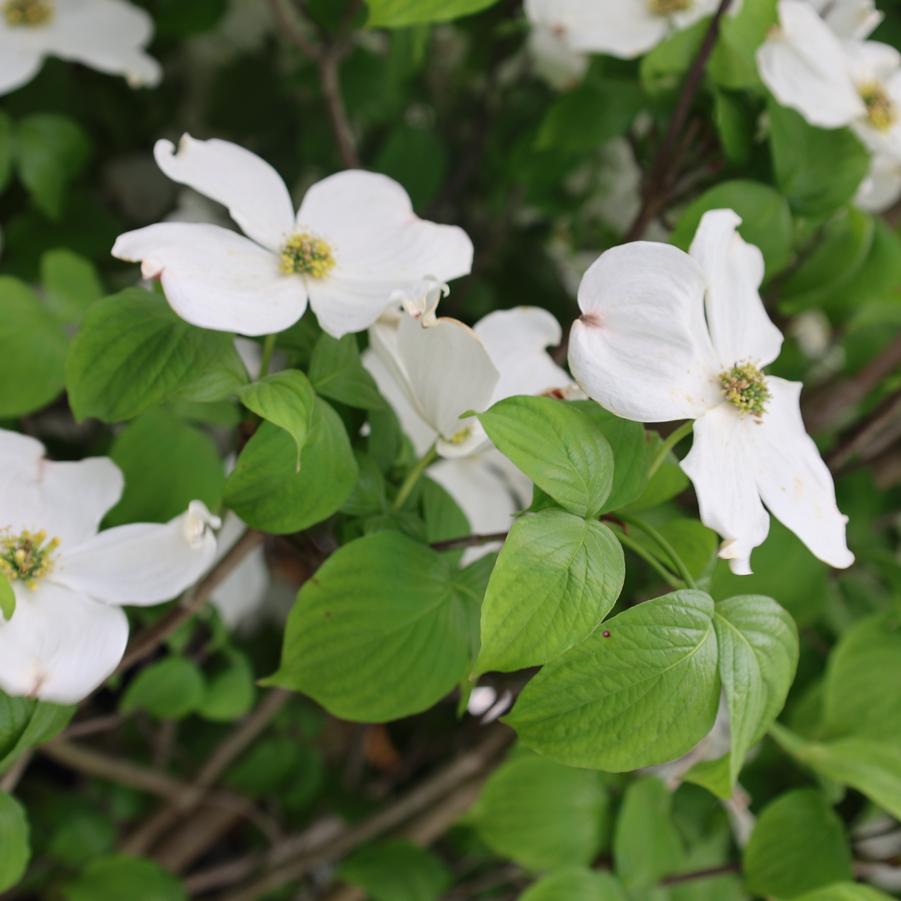 Cornus florida 'Cloud 9' - Dogwood from Great Lakes Landscape Supply
