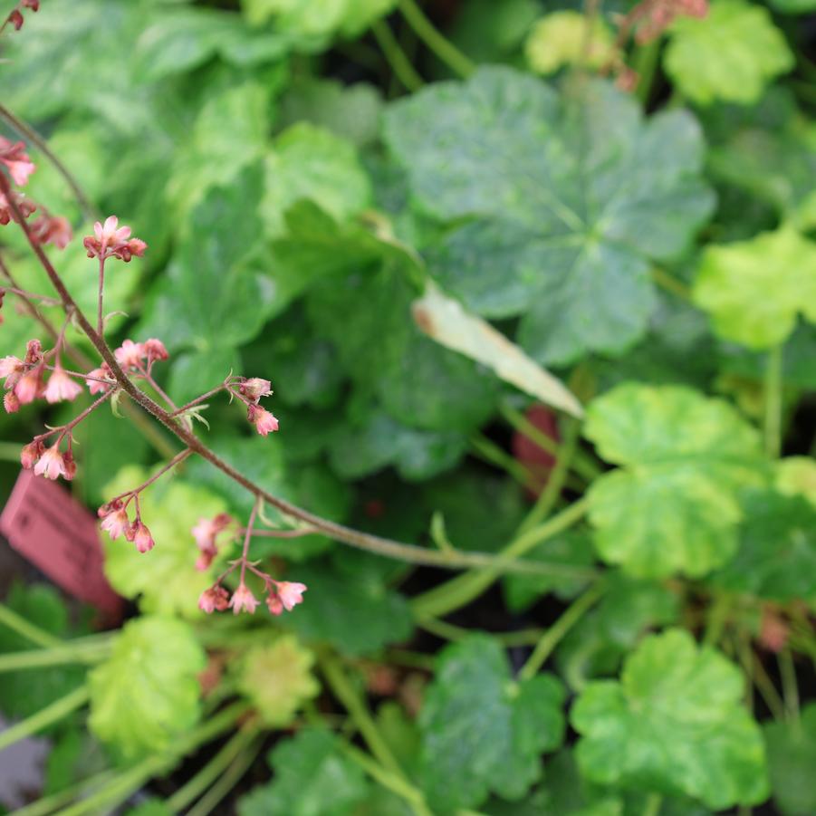 Heuchera 'Berry Timeless' - Coral Bells from Great Lakes Landscape Supply