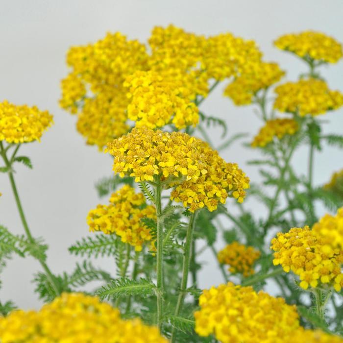 Achillea millefolium Little Moonshine