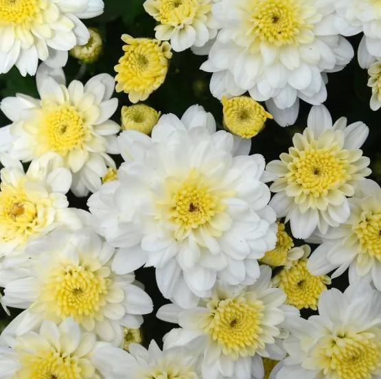 Chrysanthemum x morifolium Chelsey™ White - Garden Mum from Great Lakes Landscape Supply
