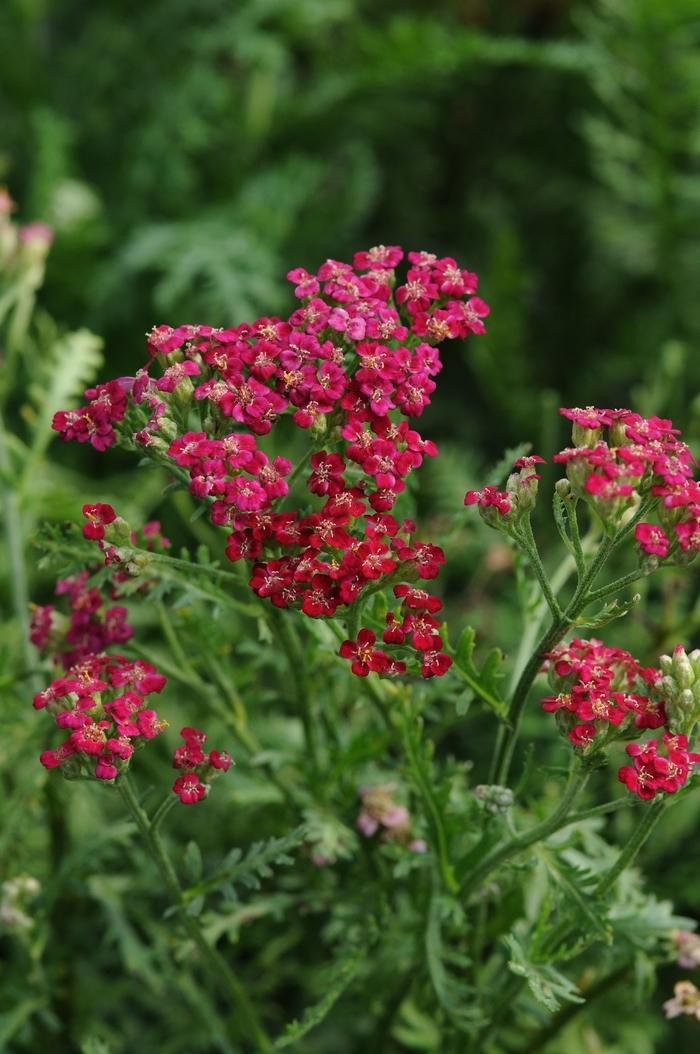 Achillea millefolium New Vintage&trade; Red