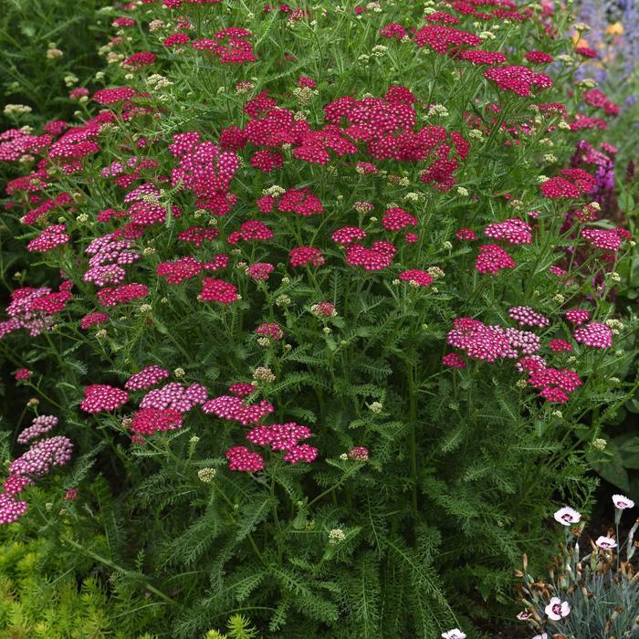 Achillea millefolium New Vintage&trade; Violet