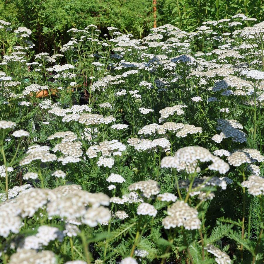 Achillea millefolium New Vintage™ 'White' - Yarrow from Great Lakes Landscape Supply