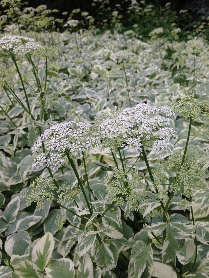 Aegopodium podagraria Variegatum