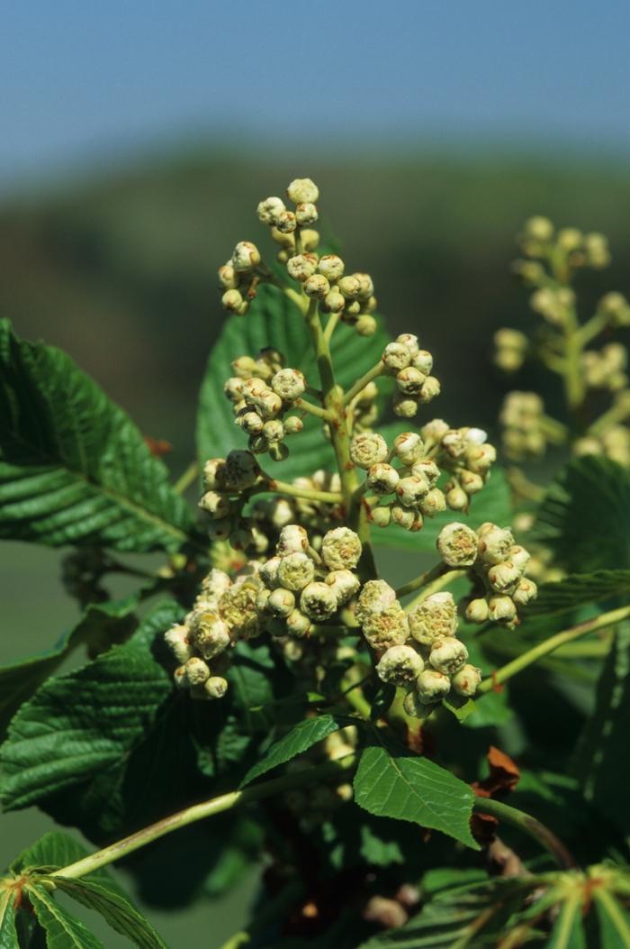 Aesculus hippocastanum Baumannii