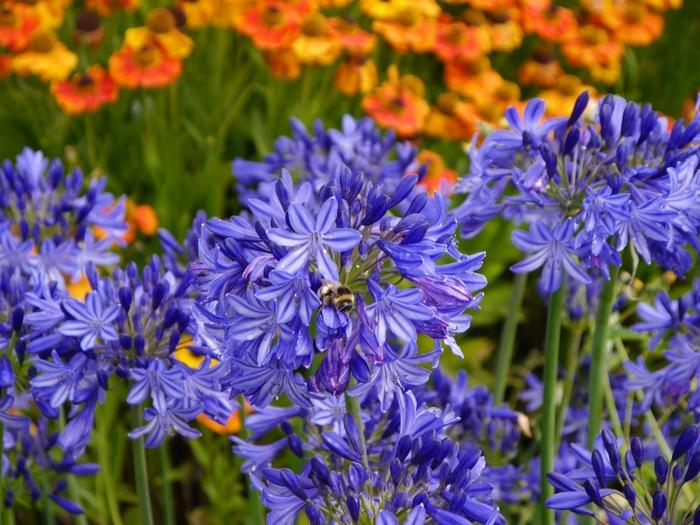 Agapanthus Northern Star