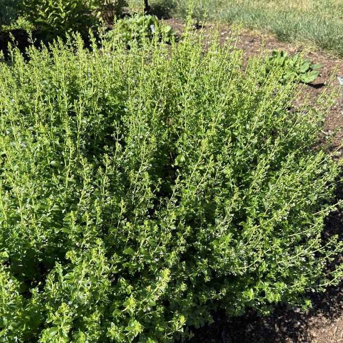 Calamintha nepeta ssp nepeta 