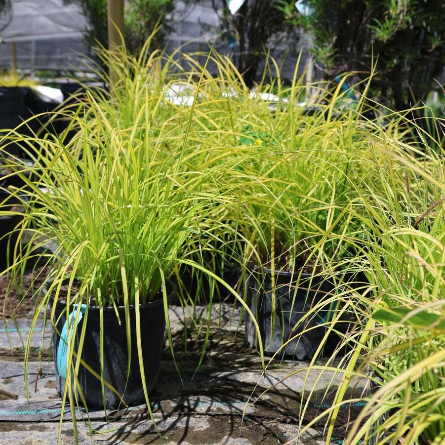 Carex elata 'Aurea' - Golden Variegated Sedge from Great Lakes Landscape Supply