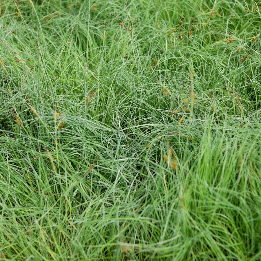 Carex glauca 'Blue Zinger' - Sedge from Great Lakes Landscape Supply
