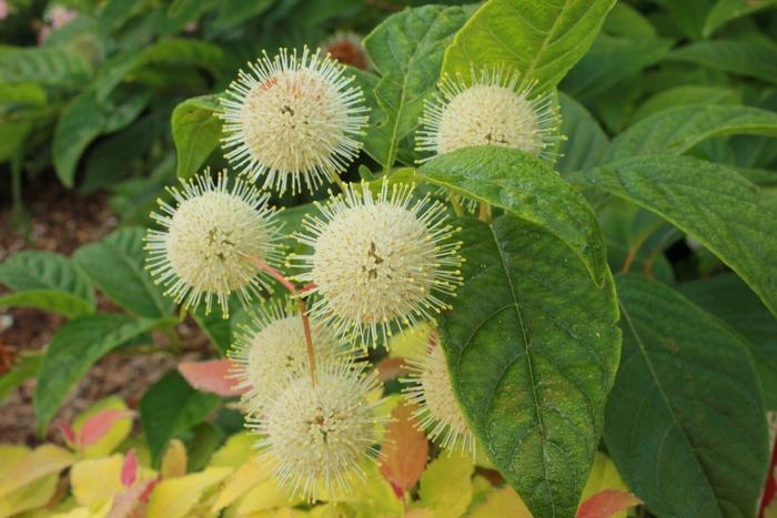 Cephalanthus occidentalis Sugar Shack&reg;