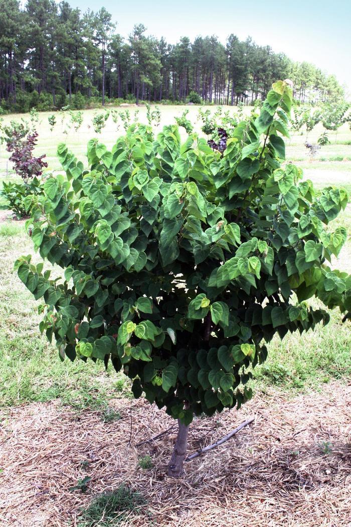 Cercis canadensis Ace of Hearts