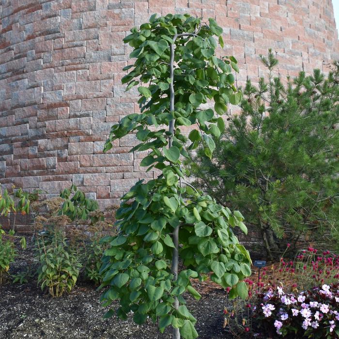 Cercis canadensis Golden Falls&reg;