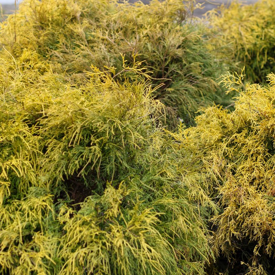 Chamaecyparis pisifera 'Mops' - Japanese Falsecypress from Great Lakes Landscape Supply