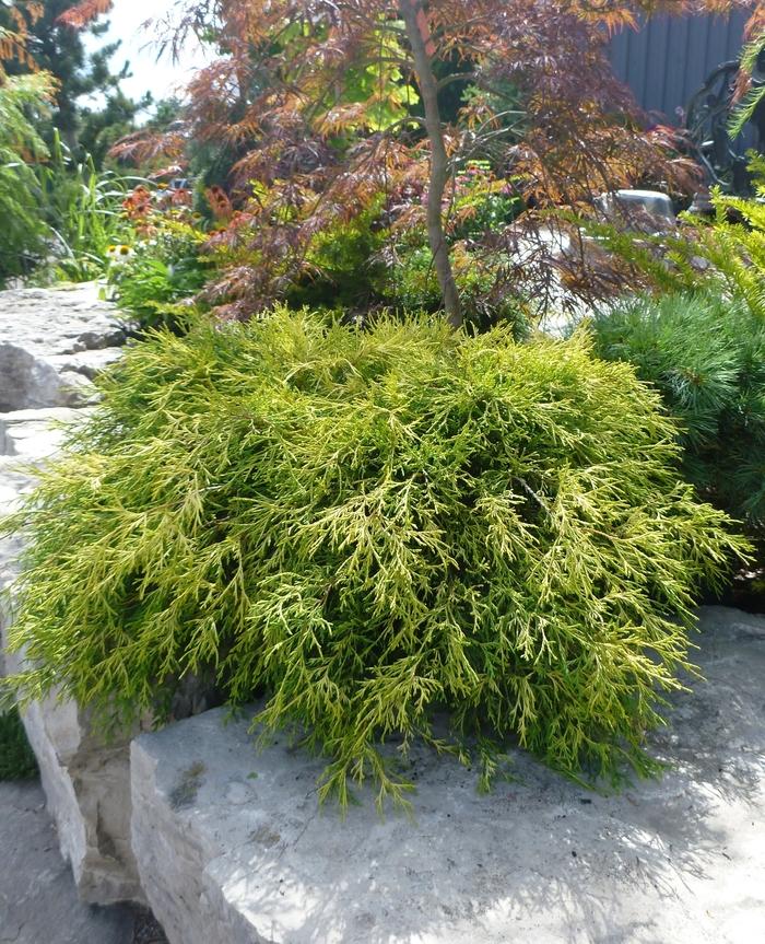 Chamaecyparis pisifera Sungold