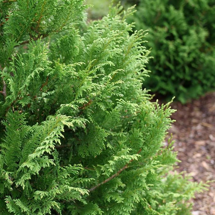 Chamaecyparis pisifera Cedar Rapids&reg;