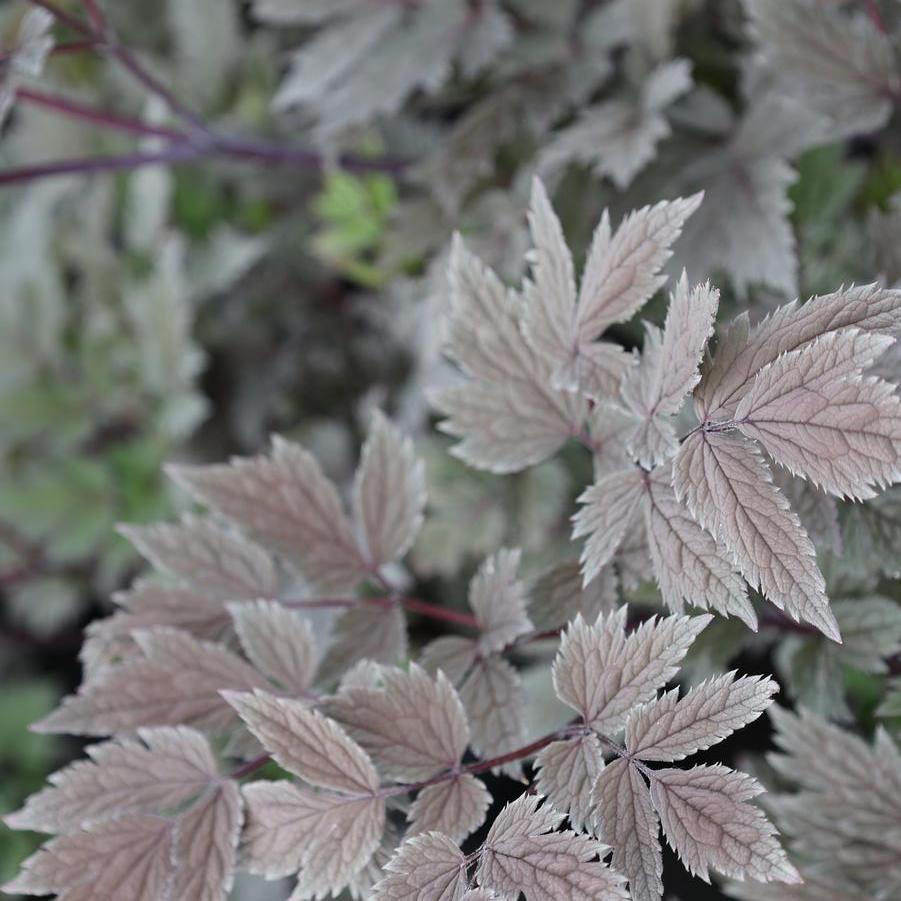 Cimicifuga ramosa 'Pink Spike' - Purple-leaf Bugbane from Great Lakes Landscape Supply