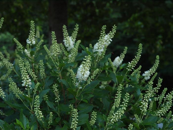 Clethra alnifolia Sugartina&reg;